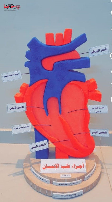 مجسم اجزاء قلب الإنسان